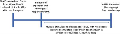 Adenosinergic Pathway and Linked Suppression: Two Critical Suppressive Mechanisms of Human Donor Antigen Specific Regulatory T Cell Lines Expanded Post Transplant